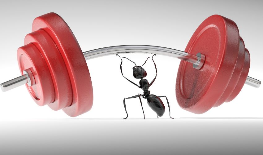 hormiga con una pesa simbolizando agarre fuerte